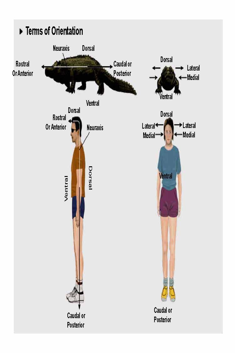 A Survey of the Neural Basis of Behavior