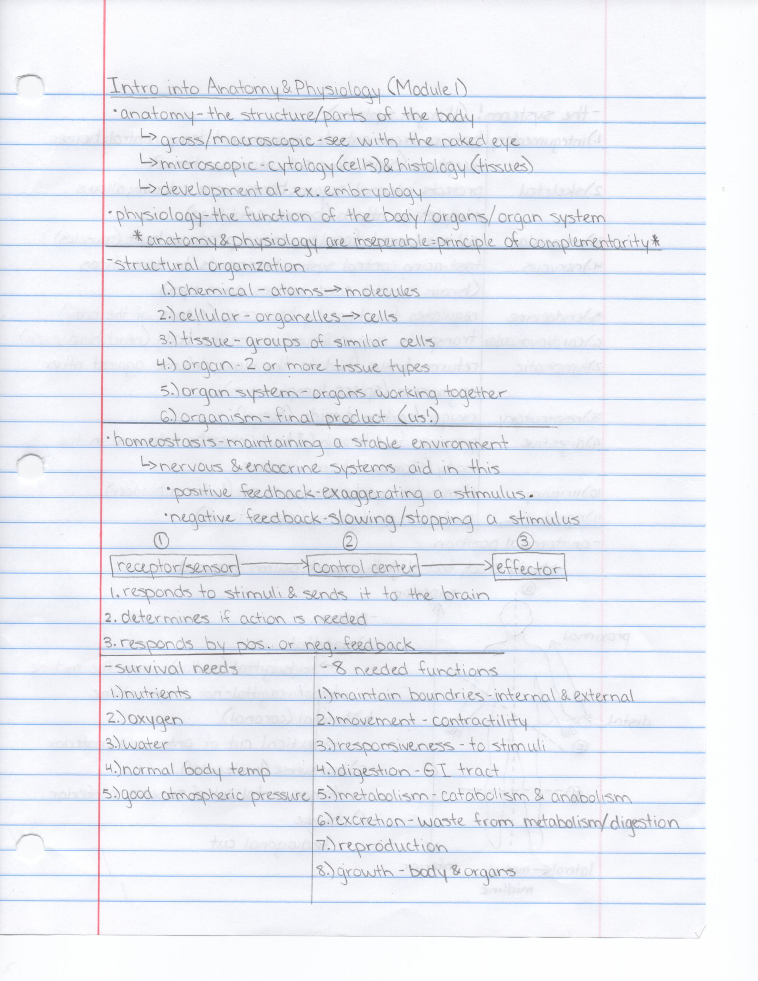 Introduction into Anatomy & Physiology (Module 1) 