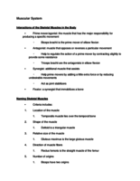 Muscular System Notes