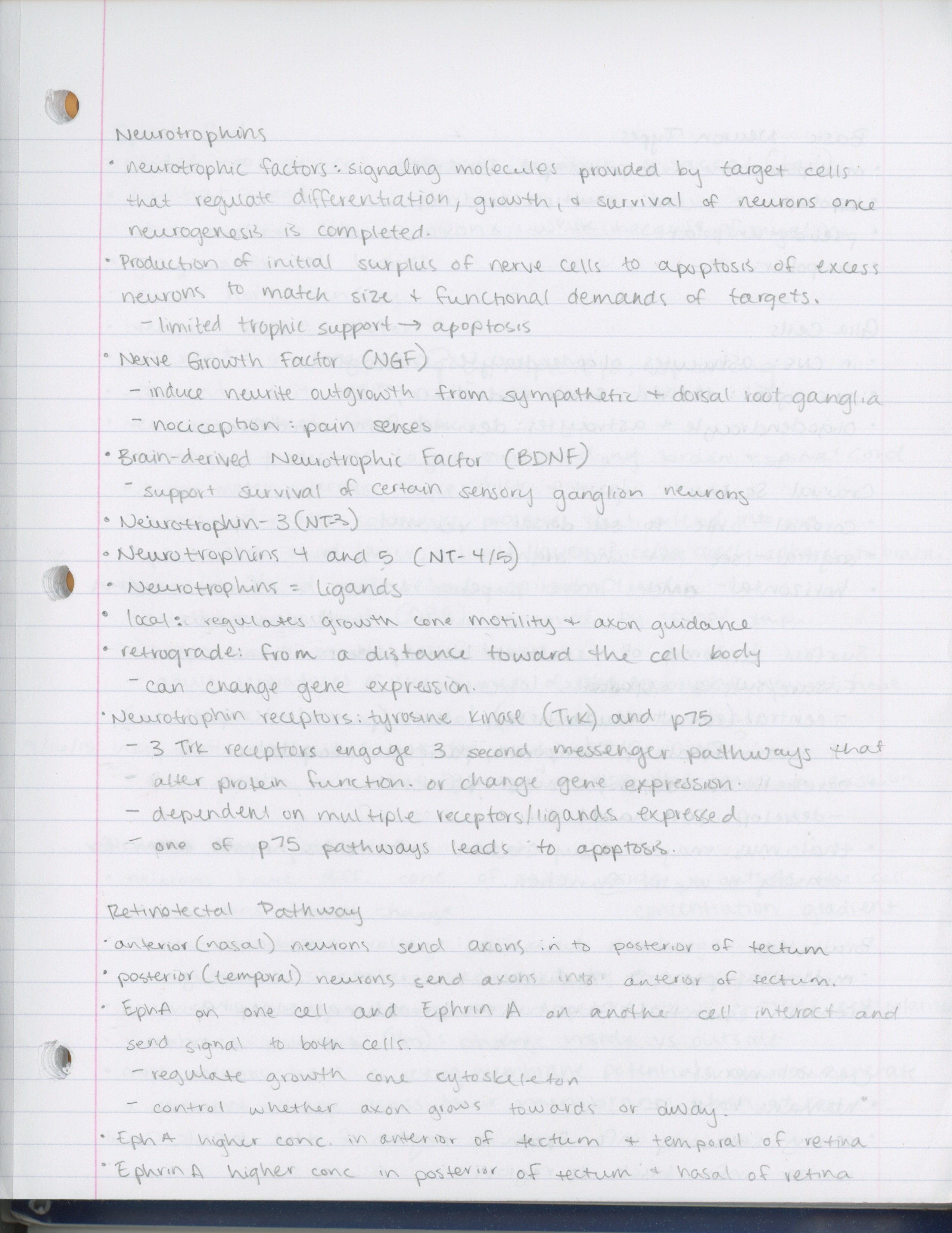 Week 2 Notes for Neurobiology 1