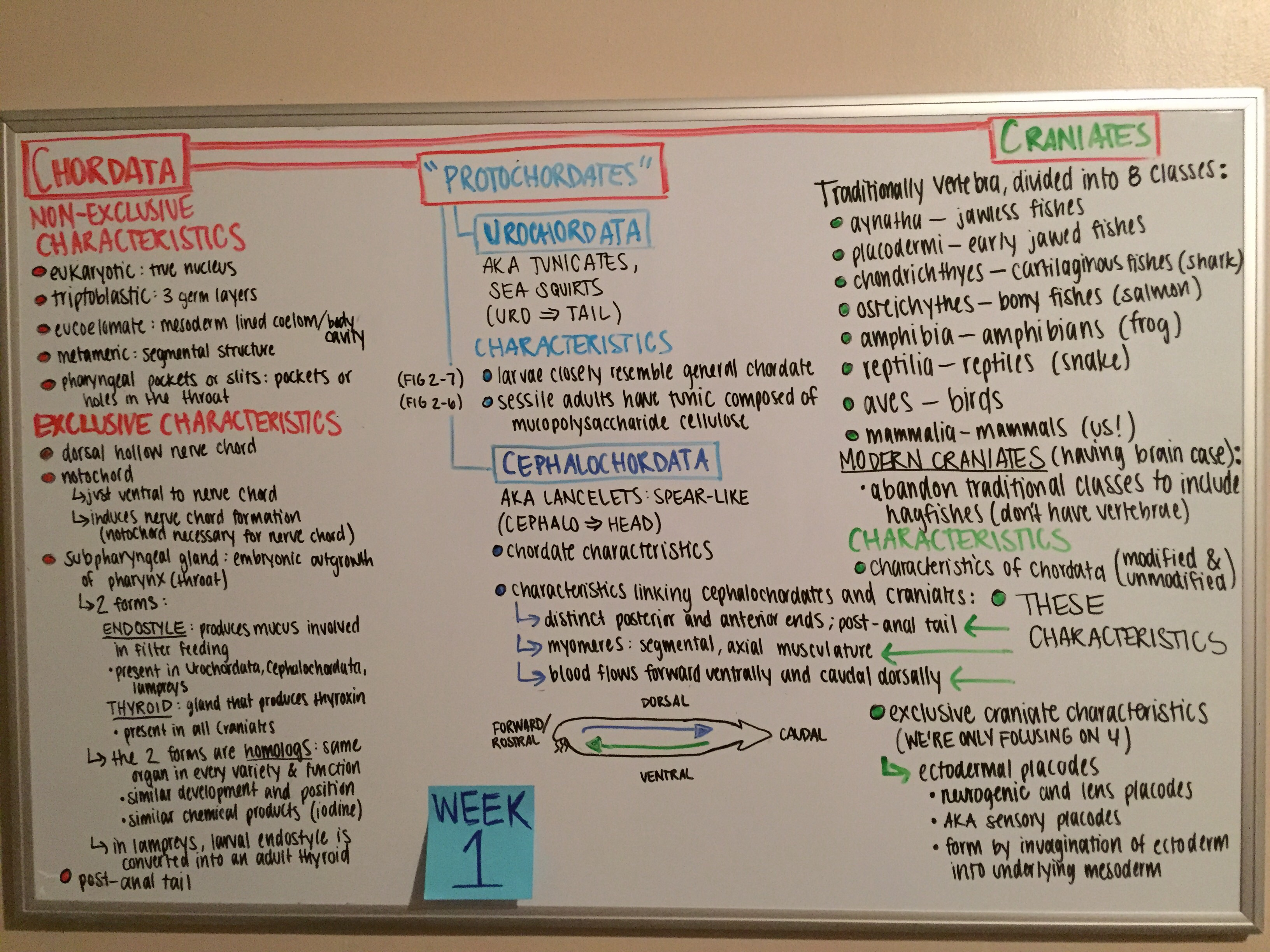 Week 1: Phylogeny and Classification