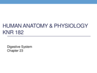 Chapter 23 Intestines and Absorption