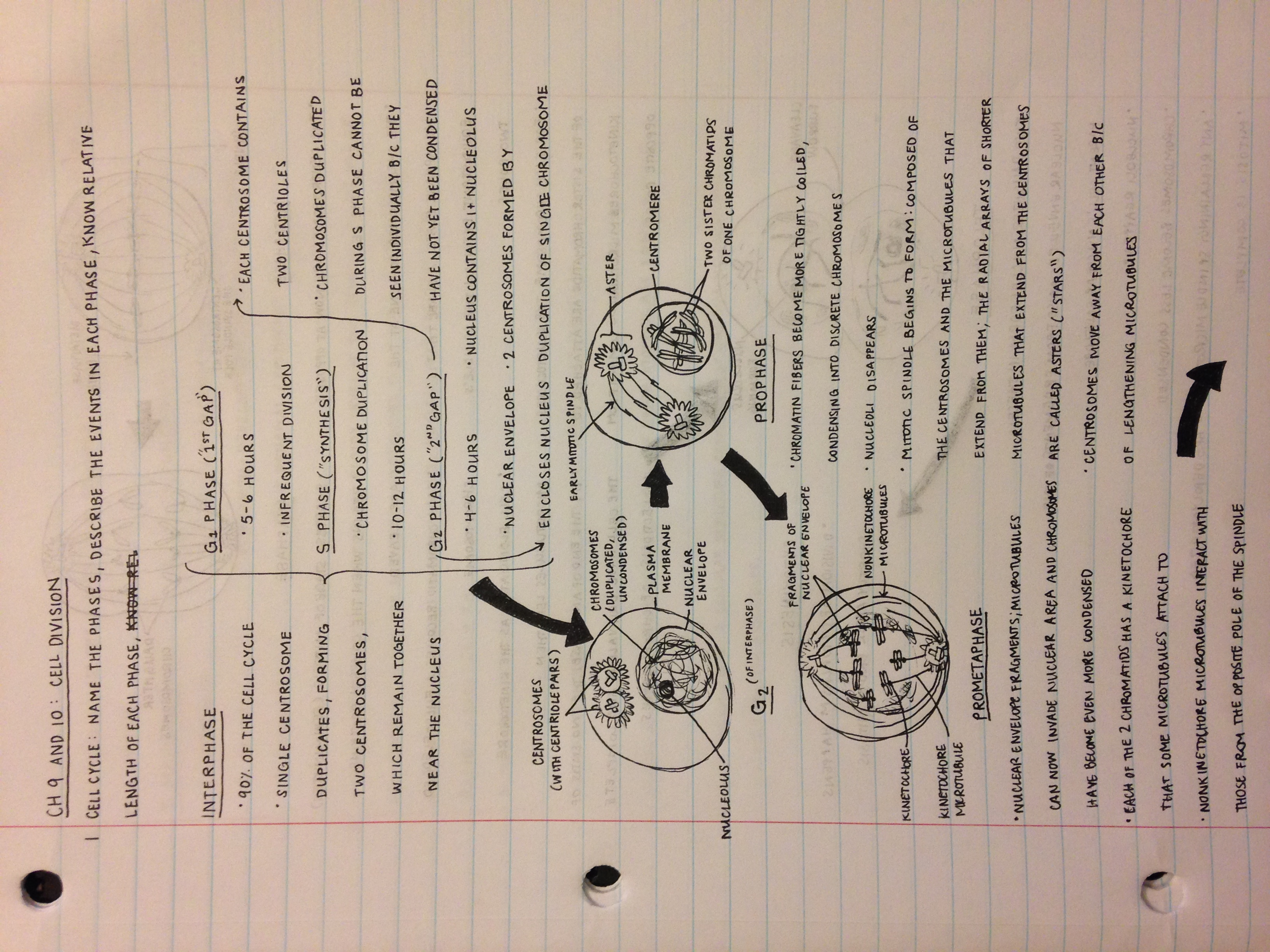 Mitosis Review