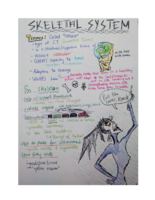 Skeletal System