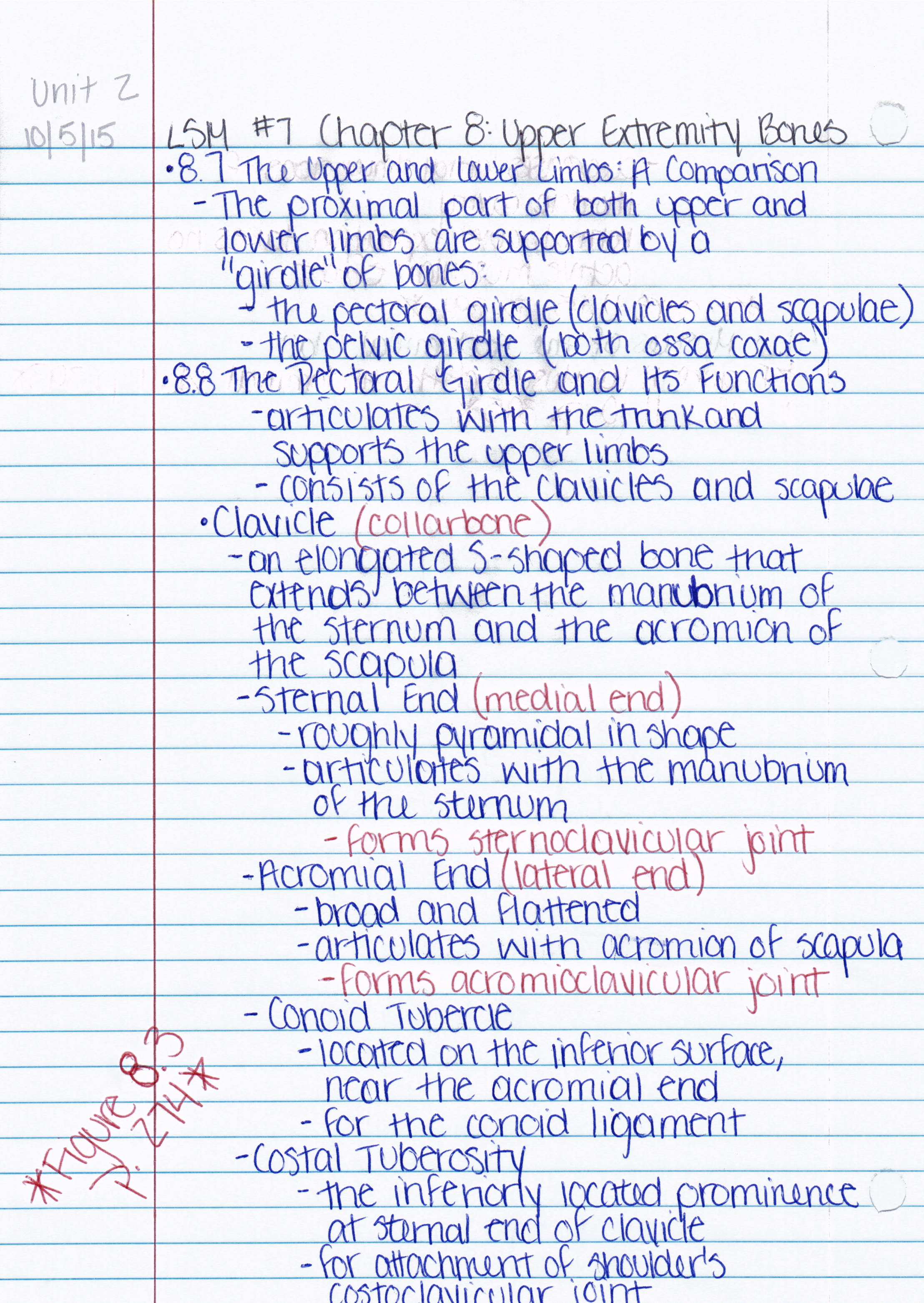 Chapter 8: Upper Extremity Bones