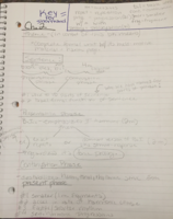 Week 2 Notes and Ch. 2: Sentence Structure 
