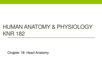 Chapter 18- Heart Anatomy