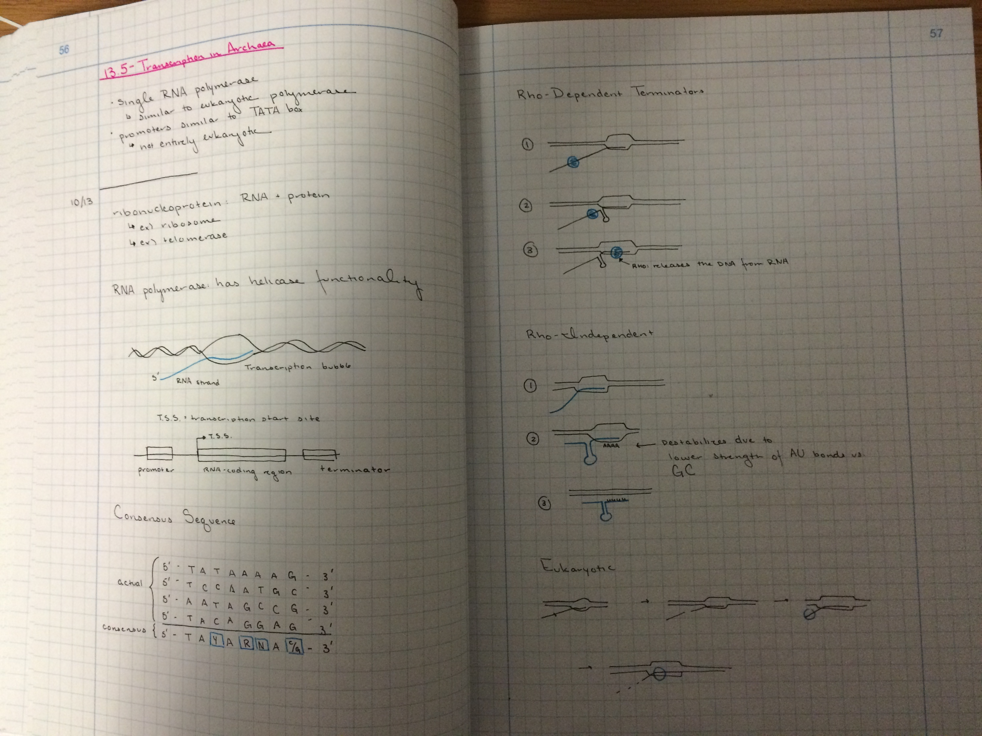 Genetics Notes: Week of October 11