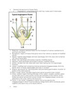 Lecture 10: Flower Morphology 