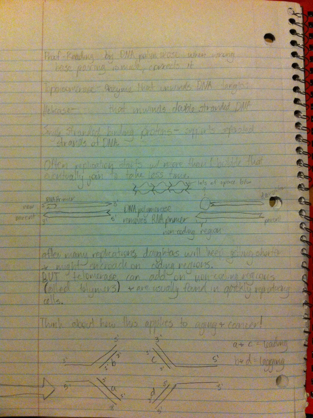 Chapter 12 Lecture Notes - DNA Replication and Manipulation
