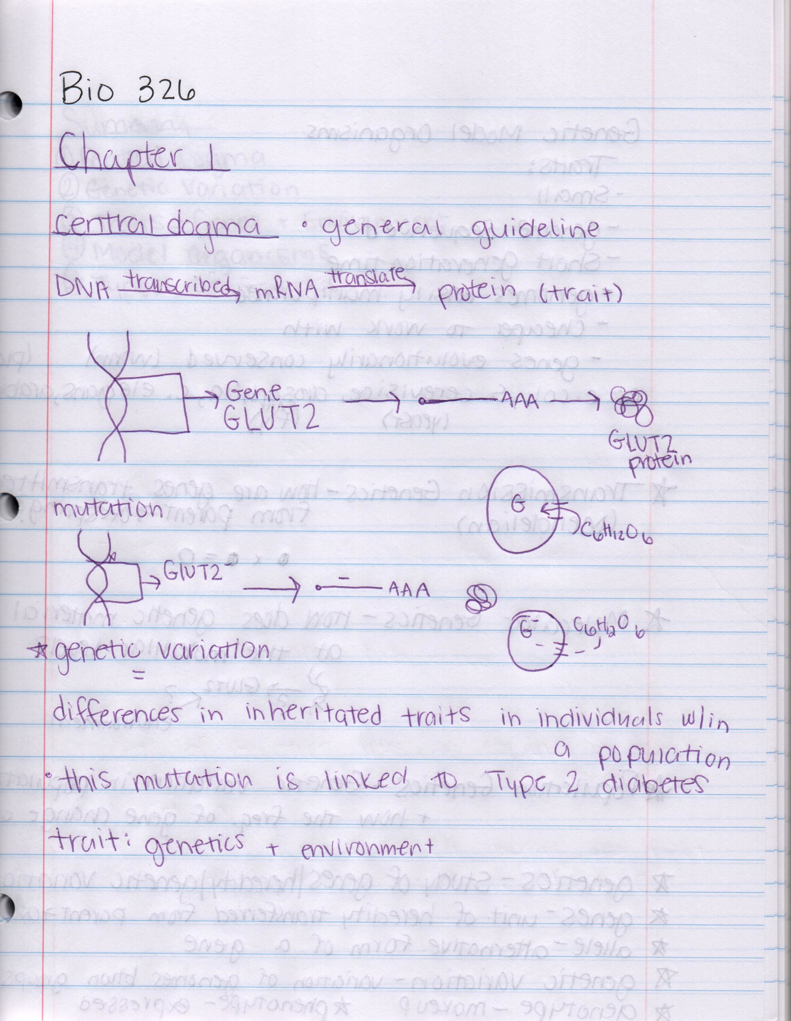 Genetics Notes 9/2-9/4