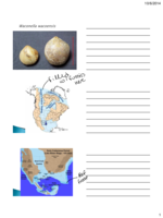 Brach Populations - Paleontology 