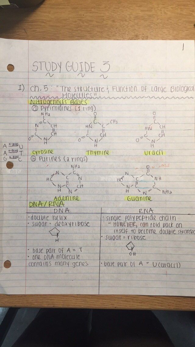 Study Guide #3
