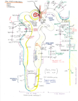 The nephron