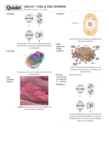 Lecture Cell Division Voc