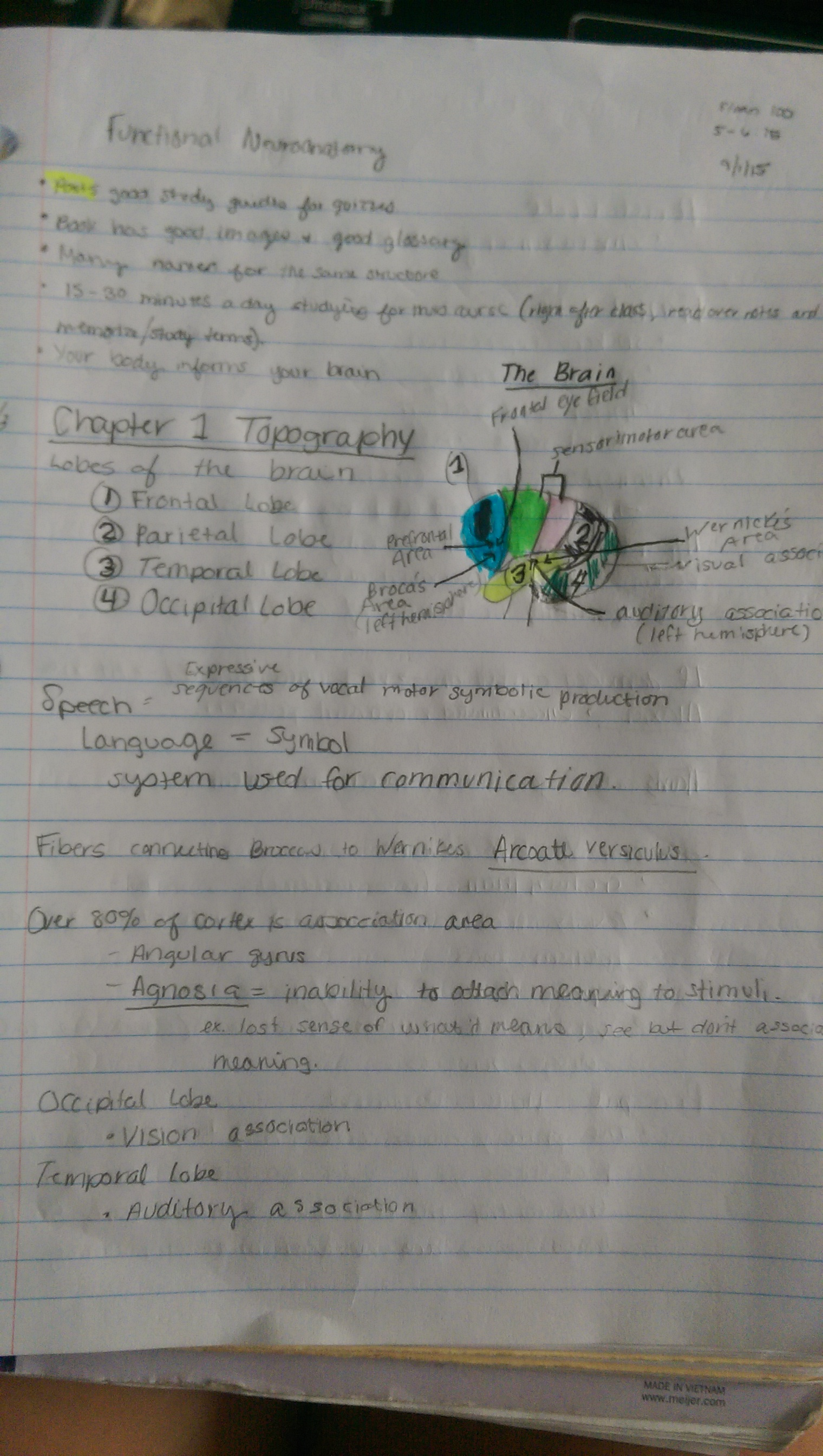 Functional Neuroanatomy First Week Notes; Chapter 1 Topography