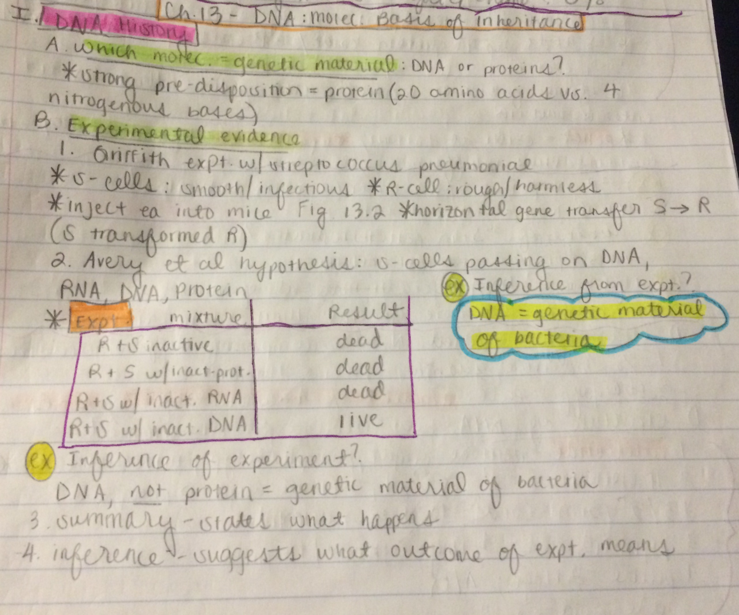 DNA, Transcription, and Translation Notes