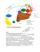 Statins and Cell Receptor Drug Targeting