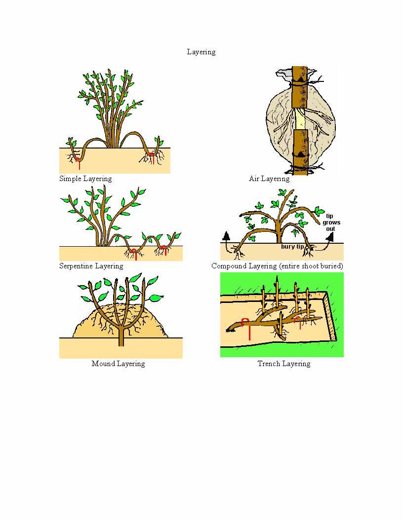 Propagation of Horticultural Plants