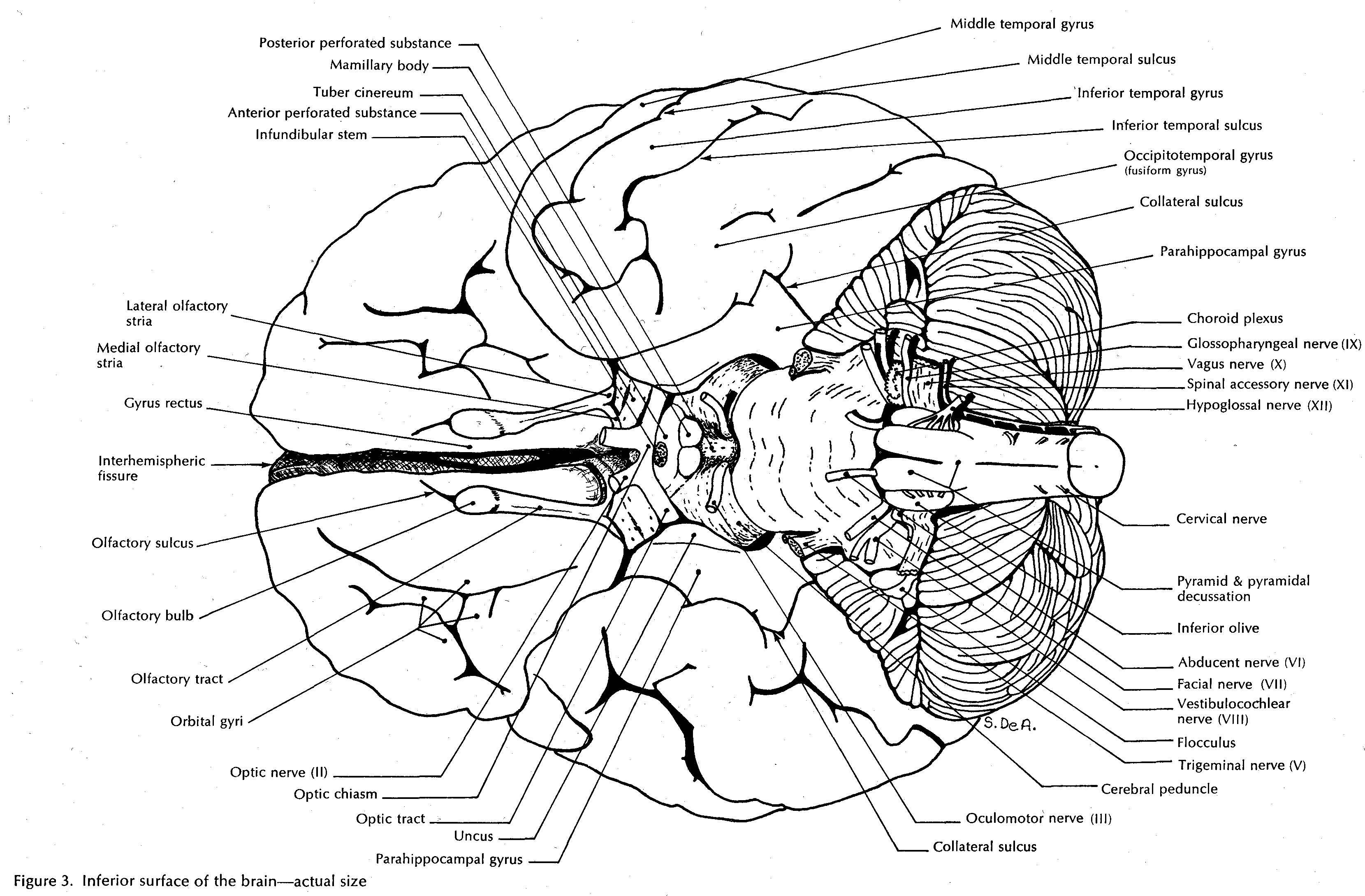 Physiological Psychology