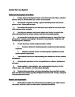 Central Nervous System Notes