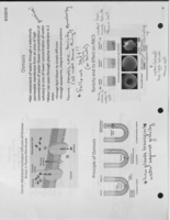 A&P Week 3 - Notes