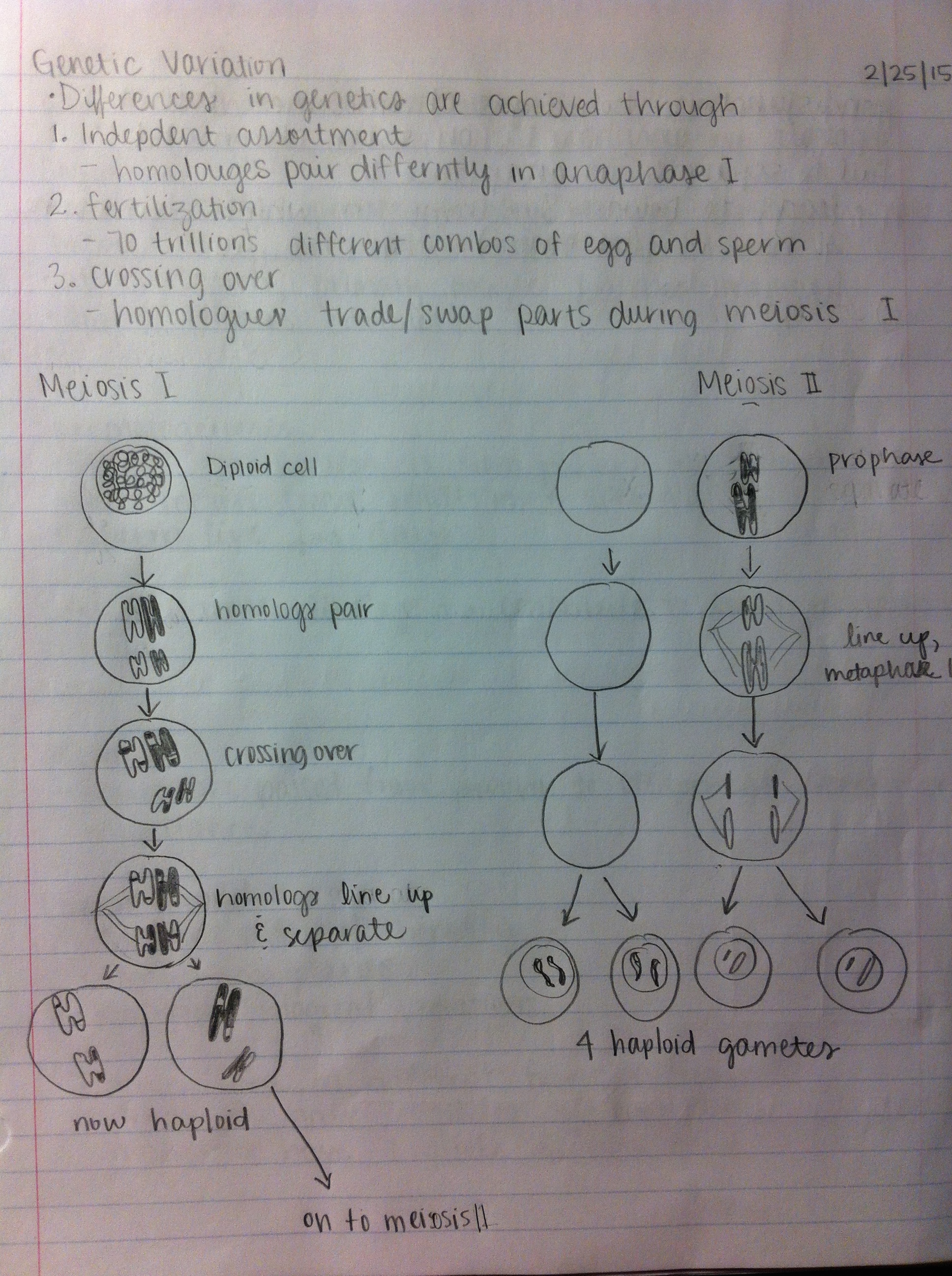 U of O BI 211 Week 8 Notes