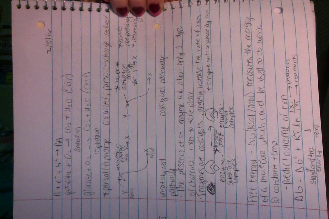 Intro to Cell Bio Notes: Week 3