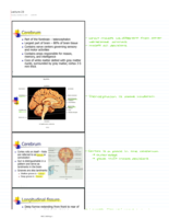 Week 8 - PHCL 2600 Notes
