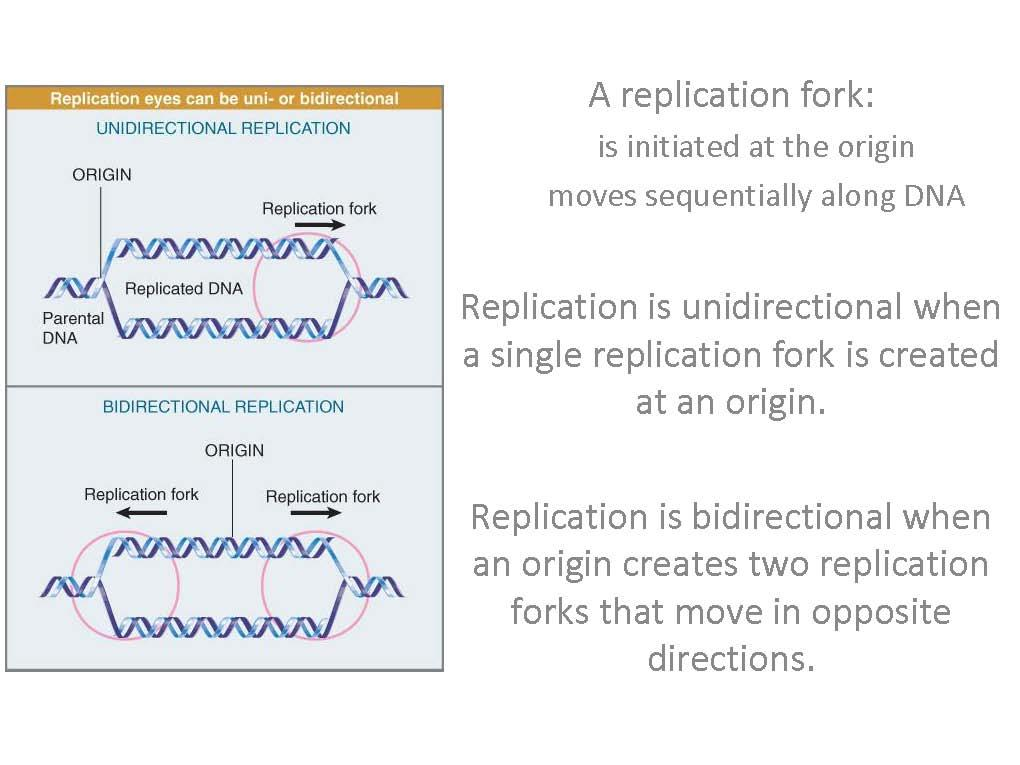 Molecular Biology I