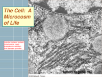 400-11-1CellPt1
