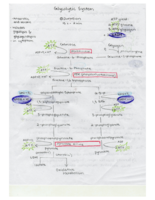 Week 6 Notes-Metabolism Part 2