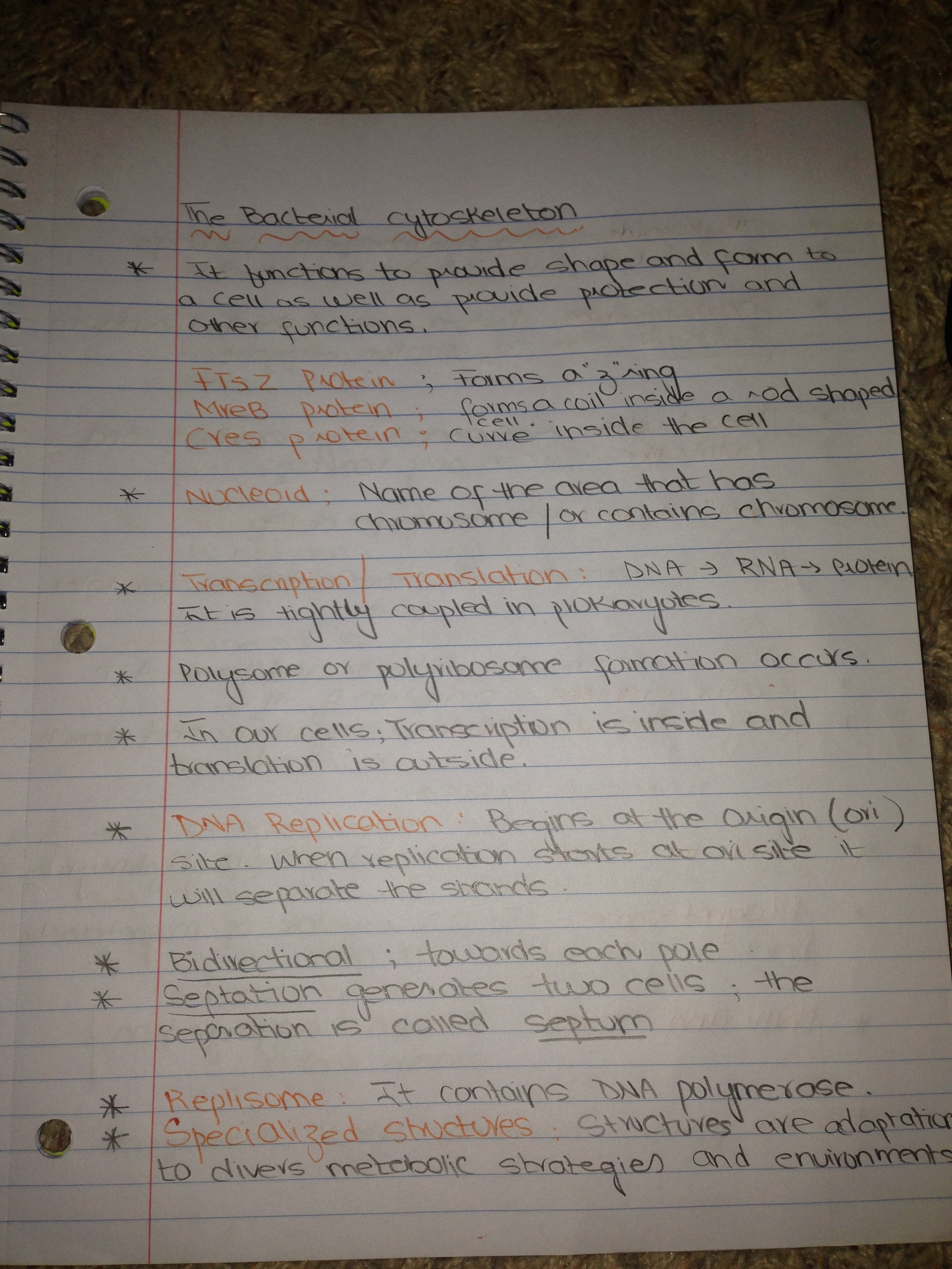 The bacterial cytoskeleton