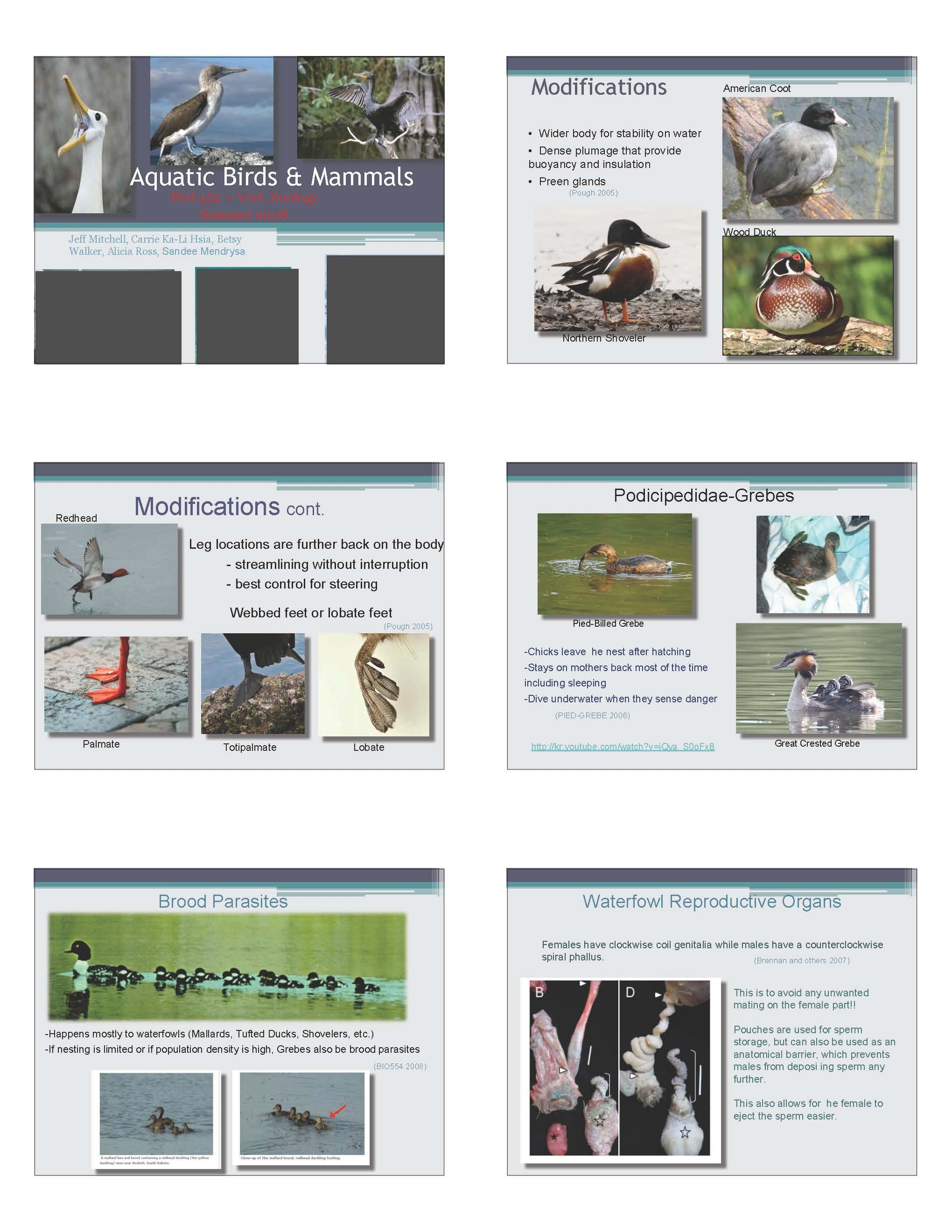 VERTEBRATE ZOOLOGY