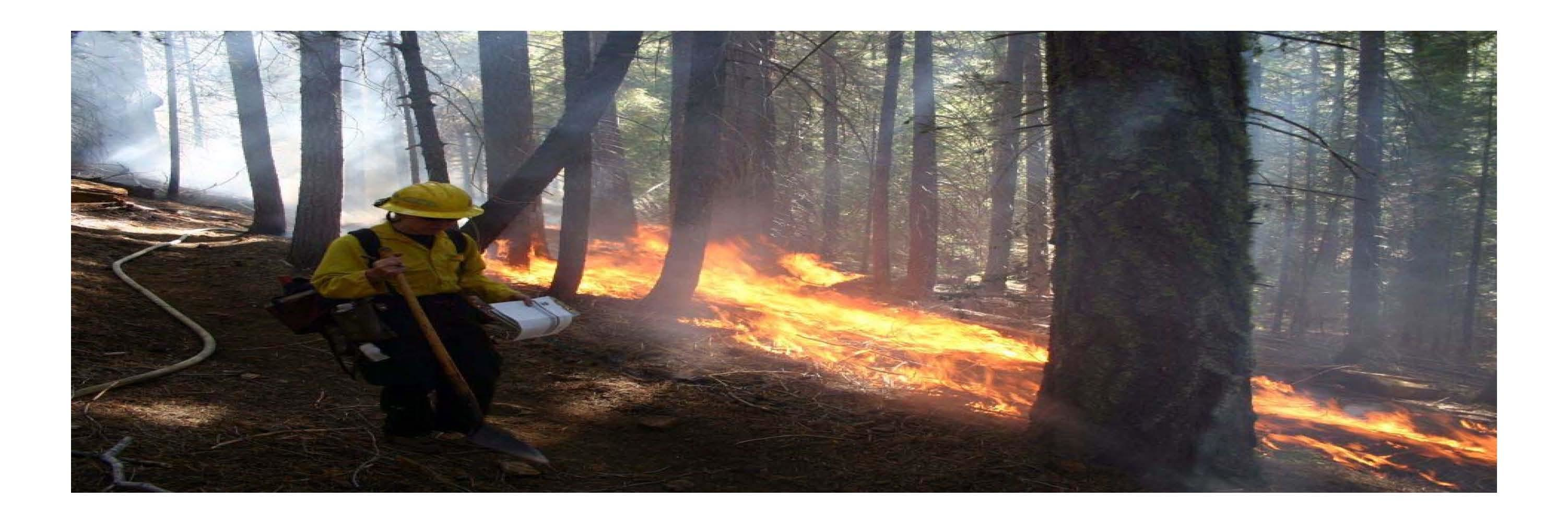 Fire, Insects, and Diseases in Forest Ecosystems