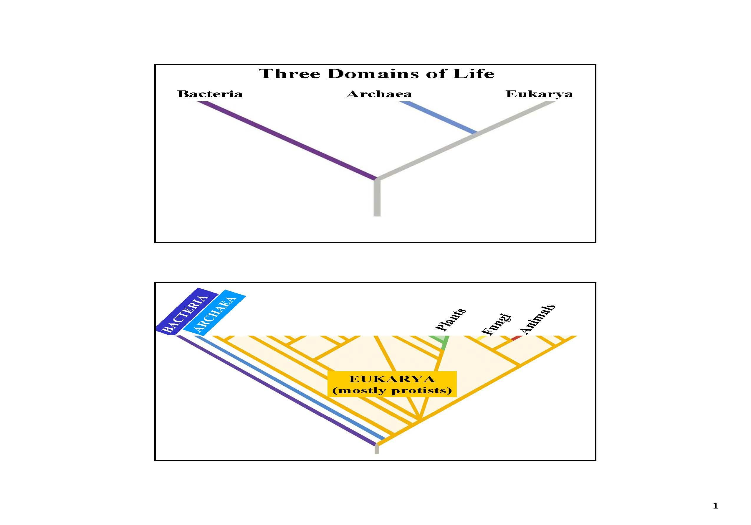 Organismal Biology