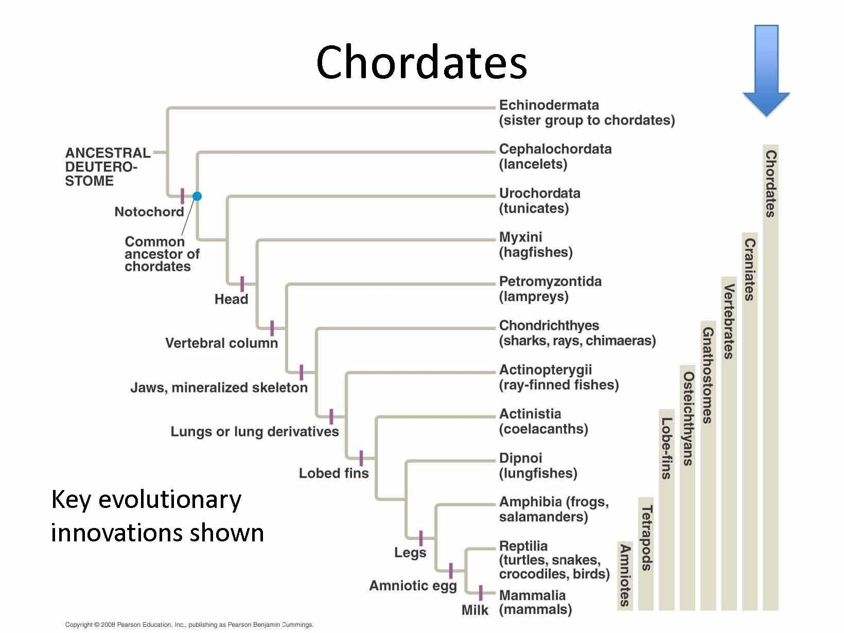 Introductory Biology
