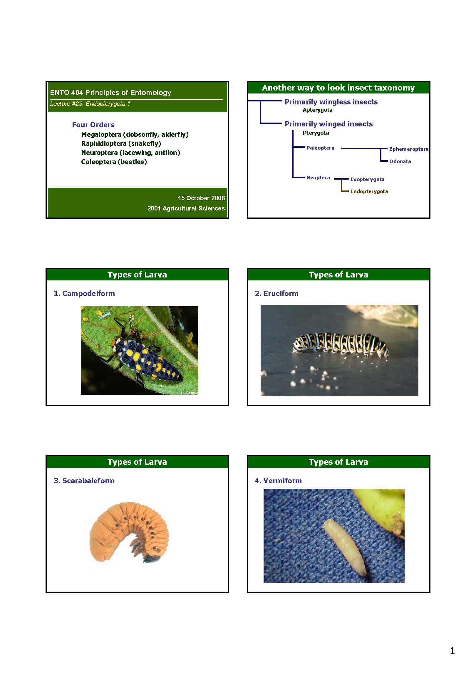 Principles Of Entomology