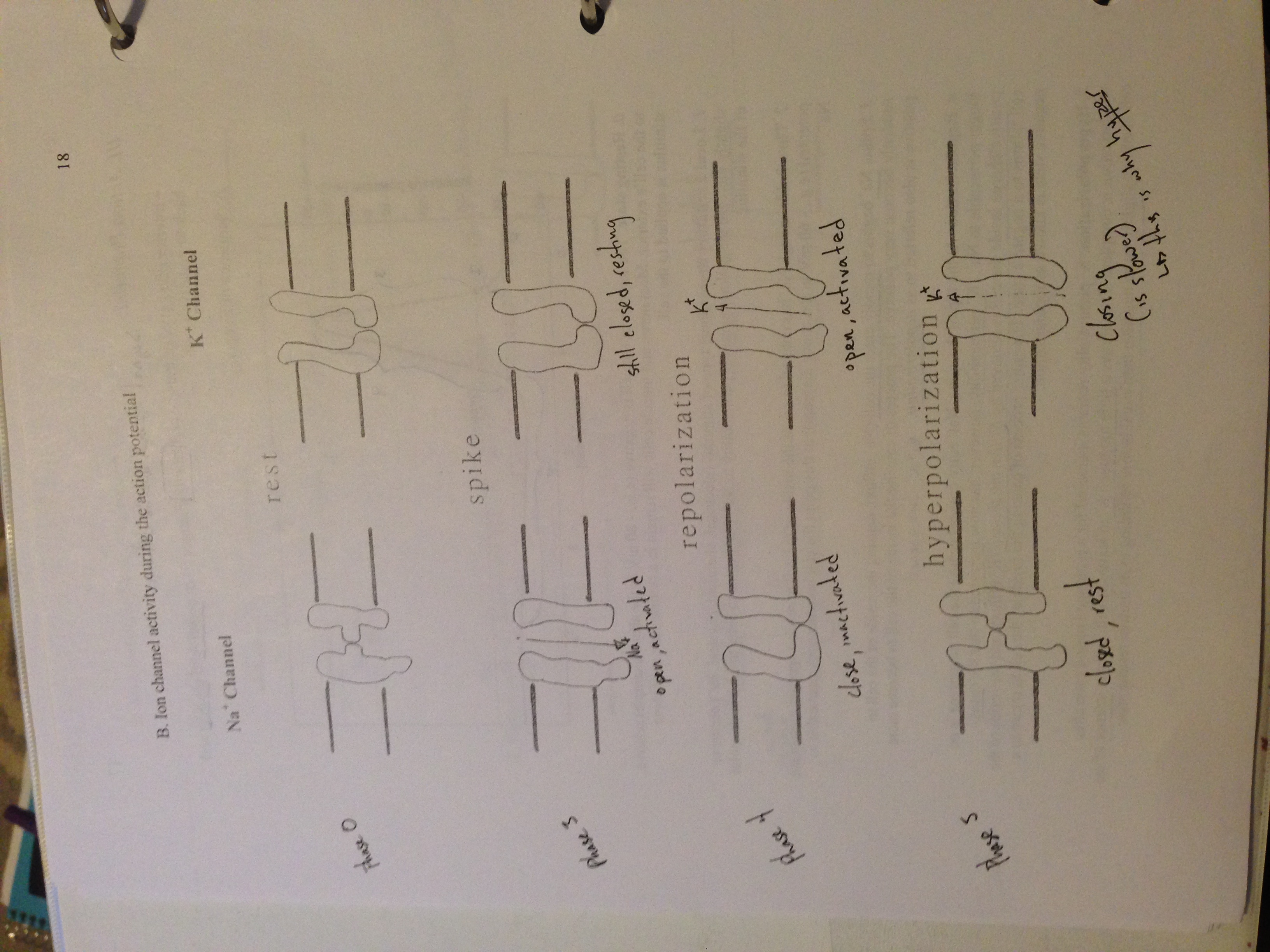 Clinical Physiology: Membrane Potentials