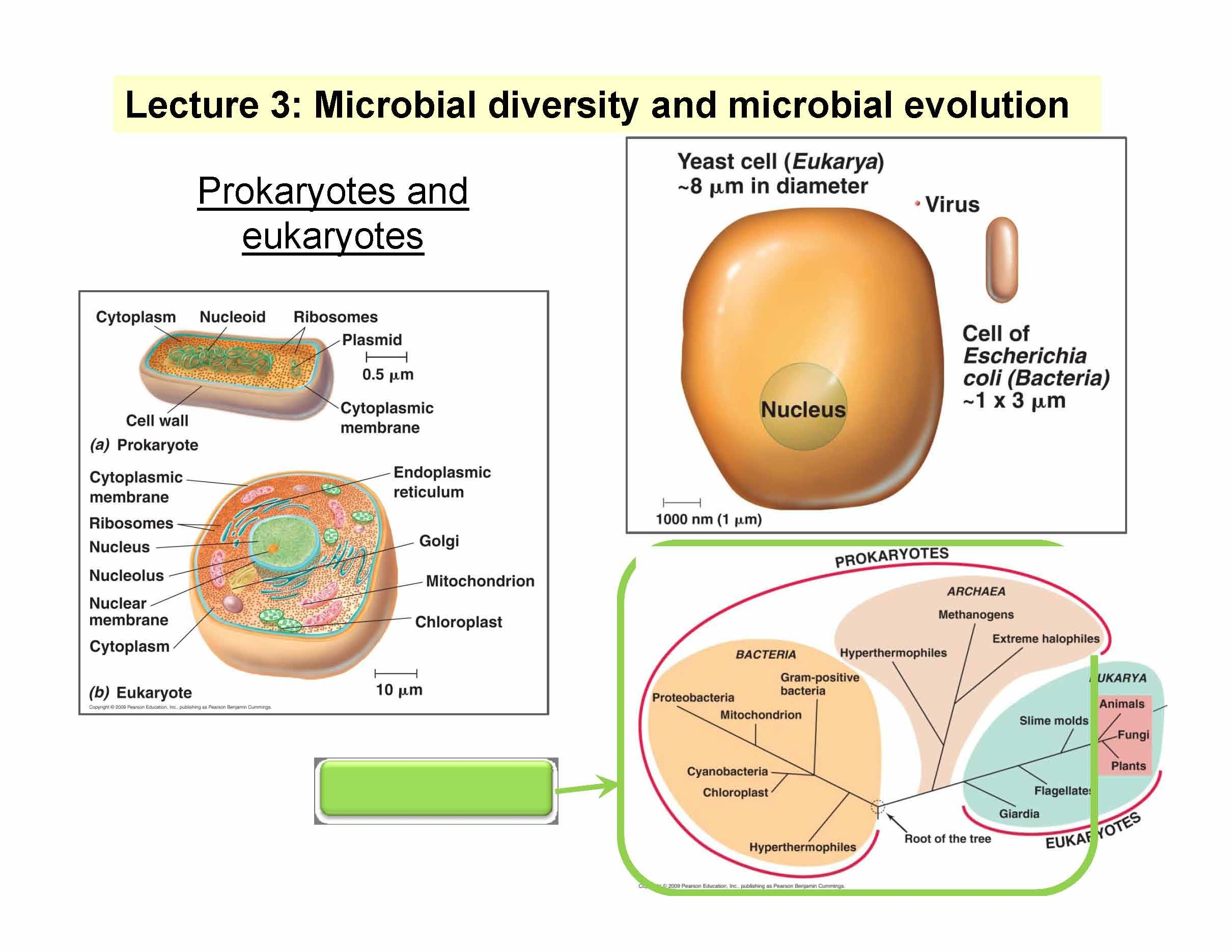Introductory Microbiology