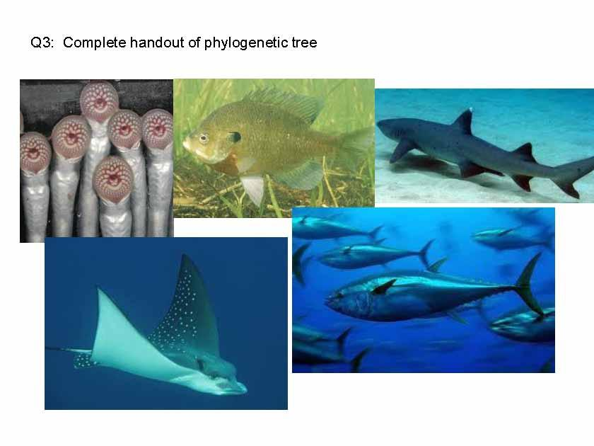 Organisms and Populations