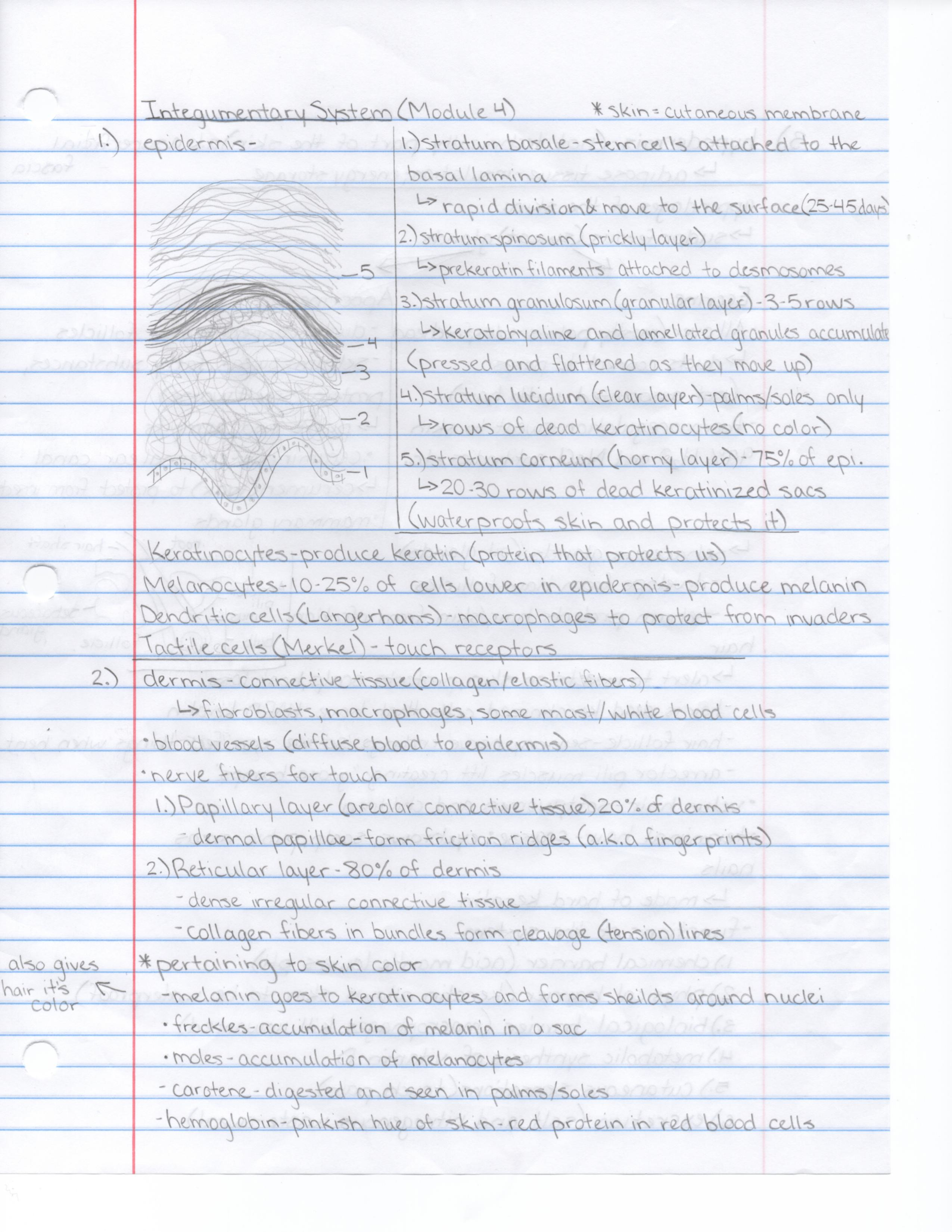 Integumentary System (Module 4)