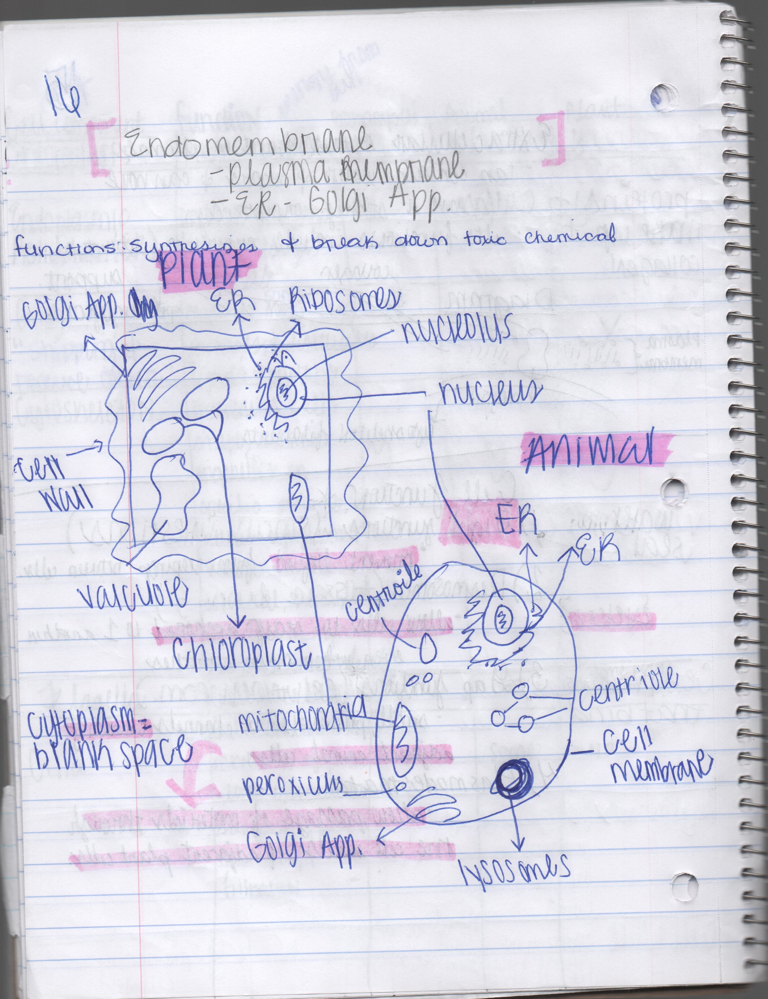 Chapter 4 notes: Cells