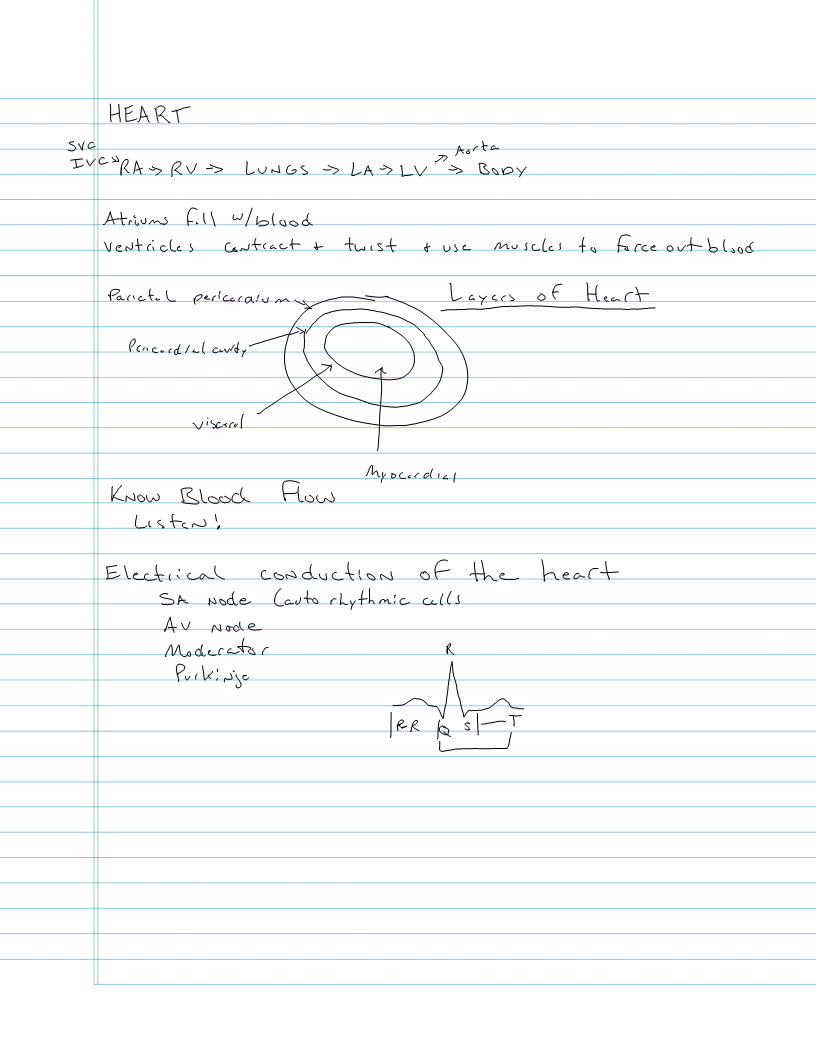 Exam 3 - Heart and Blood