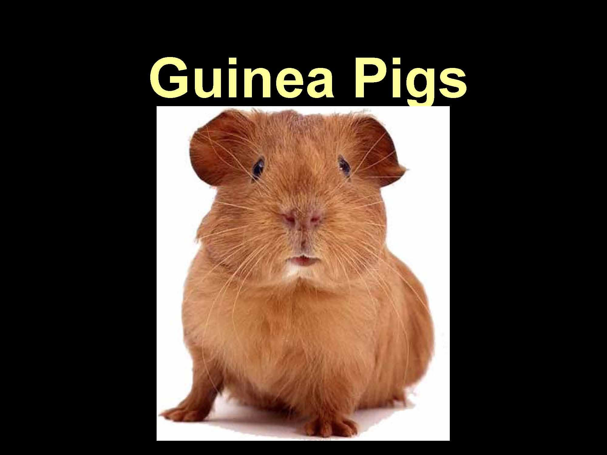 Companion Animal Bio & Mgmt