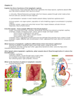 Chapter 21 Lymphatic System Study Guide