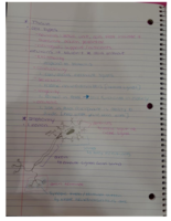 BMS 250 Chapter 12 Nervous System Notes