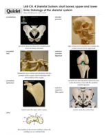 CH. 4 Lower Extremities