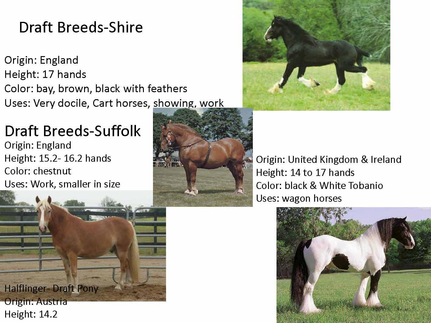 Equine Management