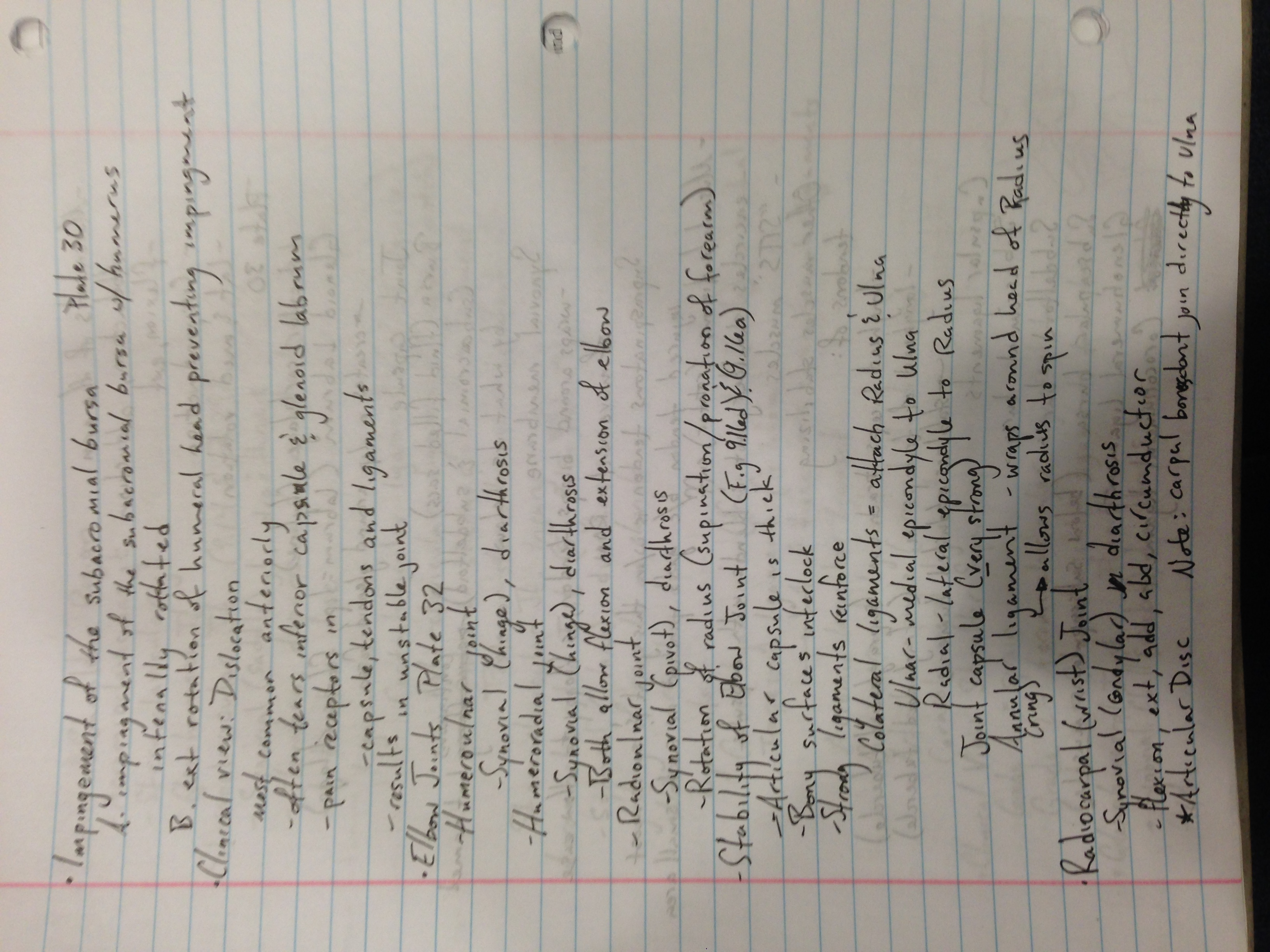 Anatomy Lectures 11 and 12